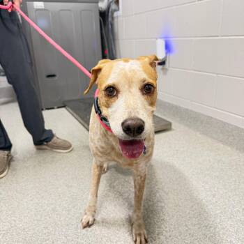 Linda -  Mixed Breed Dog for Adoption in Englewood, Florida - Linda | PetCurious