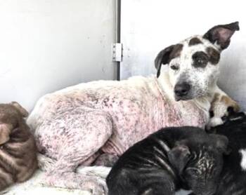 Labrador Retriever and Mixed Breed Dogs Available for Adoption - A650788 | PetCurious