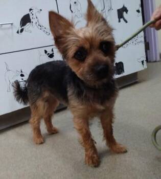 Yorkshire Terrier and Mixed Breed Dogs Available for Adoption in Palm Coast, Florida - Sauce | PetCurious