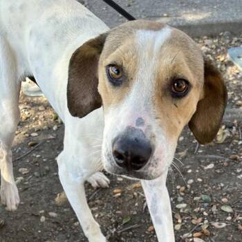 Emiliano -  Hound Dog for Adoption in Dublin, California - Emiliano | PetCurious