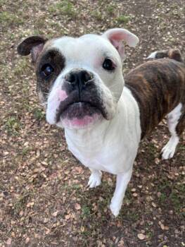 Lot A221050 -  English Bulldog Dog for Adoption in Plano, Texas - Lot A221050 | PetCurious