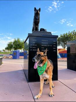 Zeus -  German Shepherd Dog Dog for Adoption in Glendale, Arizona - Zeus | PetCurious