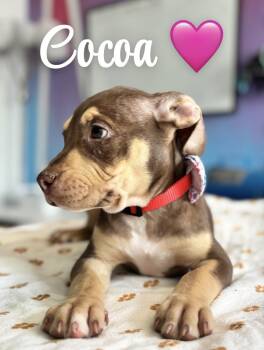Pit Bull Terrier Dogs Available for Adoption - Cocoa | PetCurious