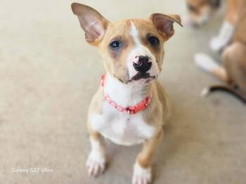 Mixed Breed and Terrier Dogs Available for Adoption in Crocker, Missouri - Dottie | PetCurious