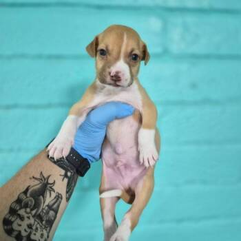 Periwinkle -  Coonhound Dog for Adoption in Wahiawa, Hawaii - Periwinkle | PetCurious