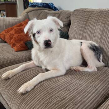 Rescue Australian Shepherd Dogs for Adoption in Fredericksburg, Virginia - Praline | PetCurious