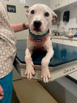 Carrot -  Labrador Retriever Dog for Adoption in Columbia, Maryland - Carrot | PetCurious