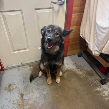Simon -  Shepherd and Shetland Sheepdog Sheltie Dog for Adoption in Meadow Lake, Saskatchewan - Simon | PetCurious