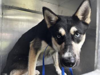 German Shepherd Dog and Siberian Husky Dogs Available for Adoption in Grand Prairie, Texas - KODA | PetCurious