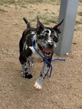 OREO -  Pit Bull Terrier and Mixed Breed Dog for Adoption in Killeen, Texas - OREO | PetCurious
