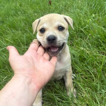 Opal -  Mountain Cur and Mixed Breed Dog for Adoption in Franklin, North Carolina - Opal | PetCurious
