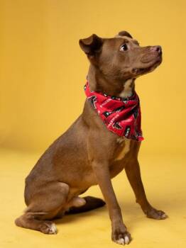 Ellis -  Mixed Breed Dog for Adoption in Atlanta, Georgia - Ellis | PetCurious