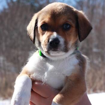 Hound Dogs Available for Adoption - CT Icy Avail Mar 28 | PetCurious