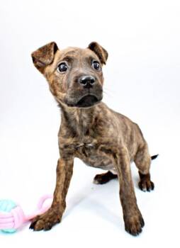 Boxer and Mixed Breed Dogs Available for Adoption in Morton Grove, Illinois - Patti | PetCurious