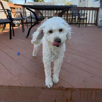 Cockapoo Dogs Available for Adoption in South Elgin, Illinois - Dexter - Home To Home | PetCurious