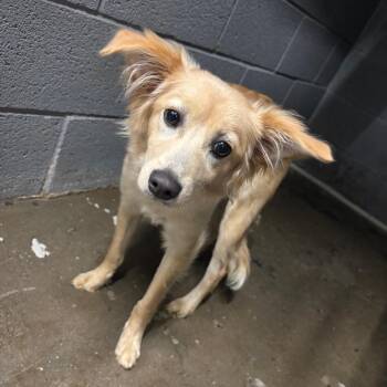 Mixed Breed Dogs Available for Adoption in Corbin, Kentucky - Gremlin | PetCurious