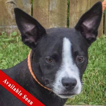 Roo -  Boston Terrier and Beagle Dog for Adoption in Huntley, Illinois - Roo | PetCurious
