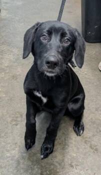 Samurai -  Labrador Retriever Dog for Adoption in Evansville, Indiana - Samurai | PetCurious