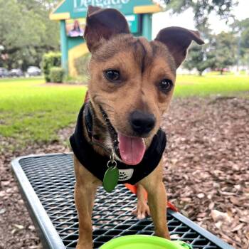 Rusty Rowan -  Jack Russell Terrier and Mixed Breed Dog for Adoption in Abbotsford, British Columbia - Rusty Rowan | PetCurious