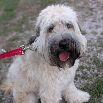 Rescue Wheaten Terrier Dogs for Adoption in Newton, Iowa - Maple | PetCurious