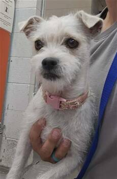 LILY -  Border Terrier and Mixed Breed Dog for Adoption in Albuquerque, New Mexico - LILY | PetCurious