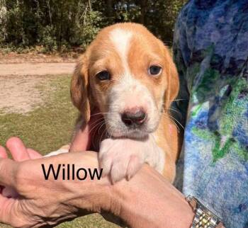 Willow -  Hound Dog for Adoption in Eutawville, South Carolina - Willow | PetCurious