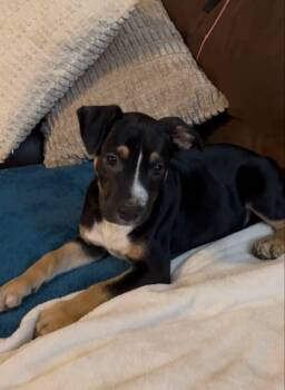 Rescue Labrador Retriever Dogs for Adoption in Colleyville, Texas - Onyx | PetCurious