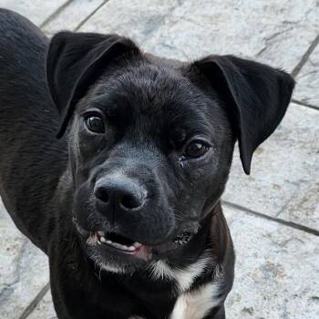 Rescue Pit Bull Terrier and Mixed Breed Dogs for Adoption in Lemont, Illinois - Lily | PetCurious