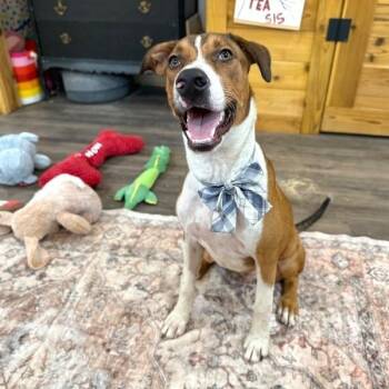 George the Goodest Boy -  Boxer and Labrador Retriever Dog for Adoption in Friendswood, Texas - George The Goodest Boy | PetCurious