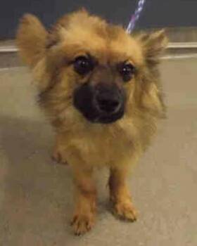 Dexter -  Terrier Dog for Adoption in Clinton, Maine - Dexter | PetCurious
