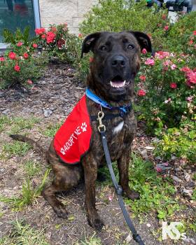Mastiff and Plott Hound Dogs Available for Adoption - Roscoe | PetCurious