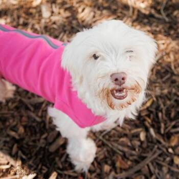 Suzy -  Maltese and Mixed Breed Dog for Adoption in Largo, Florida - Suzy | PetCurious