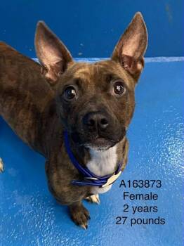 Boxer and Boston Terrier Dogs Available for Adoption - Tamagotchi | PetCurious