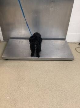 Rescue Poodle and Mixed Breed Dogs for Adoption in Fort Worth, Texas - 59835747 | PetCurious