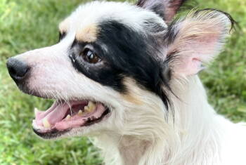 Rescue Chihuahua Dogs for Adoption in Estherville, Iowa - Snoopy | PetCurious