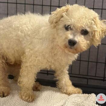 Wiggle -  Bichon Frise Dog for Adoption in Dekalb, Illinois - Wiggle | PetCurious