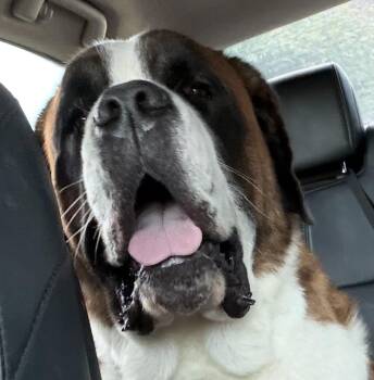 Charlene -  Saint Bernard Dog for Adoption in Hindsboro, Illinois - Charlene | PetCurious