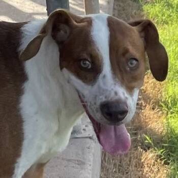 Rescue Brittany Spaniel Dogs for Adoption in Calverton, New York - Logan | PetCurious