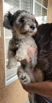 Hershey -  Miniature Schnauzer and Poodle Dog for Adoption in Las Vegas, Nevada - Hershey | PetCurious