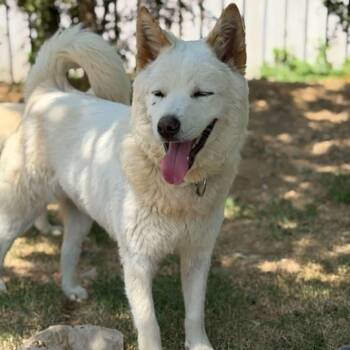 Yuel (20260605-02) -  Jindo and Spitz Dog for Adoption in Niagara Falls, Ontario - Yuel (20260605-02) | PetCurious