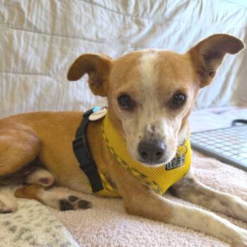 Breaker 14567 -  Chihuahua Dog for Adoption in San Francisco, California - Breaker 14567 | PetCurious