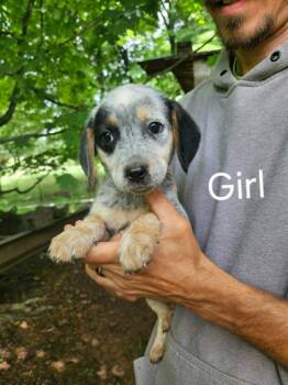 CLARA -  Beagle and Australian Cattle Dog Blue Heeler Dog for Adoption in Newaygo, Michigan - CLARA | PetCurious