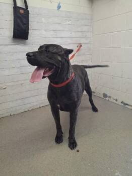 CANOLI -  Cane Corso Dog for Adoption in San Bernardino, California - CANOLI | PetCurious