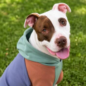 Romeo -  American Staffordshire Terrier and Pointer Dog for Adoption in Brookeville, Maryland - Romeo | PetCurious