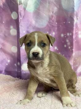 Furniture Duo - Loveseat -  Boxer Dog for Adoption in Aurora, Colorado - Furniture Duo - Loveseat | PetCurious