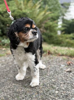 Rescue Cavalier King Charles Spaniel Dogs for Adoption in Bothell, Washington - Bella | PetCurious