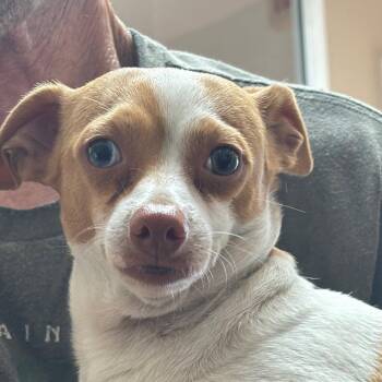 Lee-Lee -  Chihuahua Dog for Adoption in Dallas, Texas - Lee-Lee | PetCurious