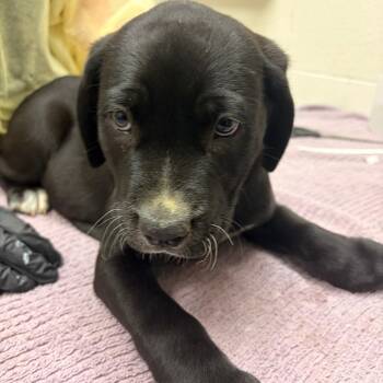 Kidney Kaffir Lily -  Pit Bull Terrier and Mixed Breed Dog for Adoption in Murray, Utah - Kidney Kaffir Lily | PetCurious