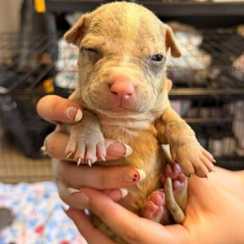 Crater -  Mixed Breed Dog for Adoption in Edwardsville, Illinois - Crater | PetCurious