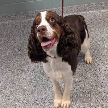 English Springer Spaniel Dogs Available for Adoption in Greenville, South Carolina - Marley | PetCurious